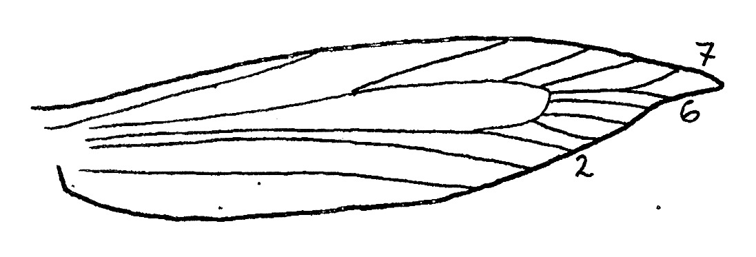 Forewing with venation of Scythris spec. (Scythrididae).